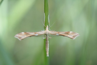 Gillmeria ochrodactyla 01.06..jpg