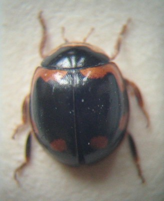 1 - Coccinelidae - dorsal.jpg