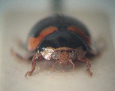 4 - Coccinelidae - frontal.jpg