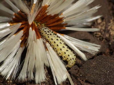 Udea alpinalis