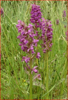 Dactylorhiza majalis.JPG