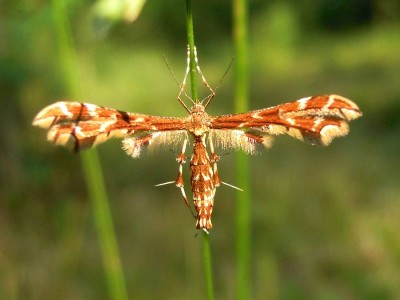 Pterophoridae - 16.VI.2012 Rokiciny DC12.JPG