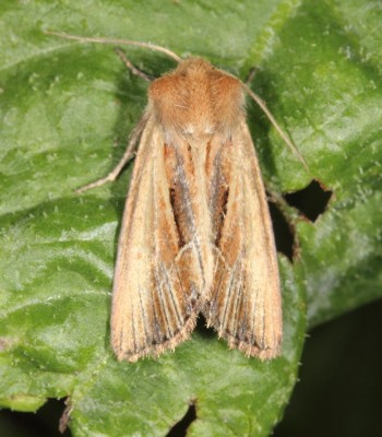 Xylomoia graminea imago.jpg