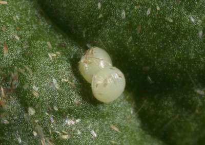 Xylomoia graminea jajo 2.jpg