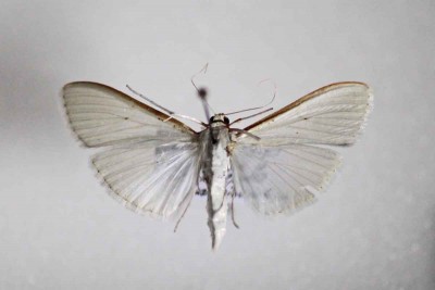 Palpita vitrealis.jpg