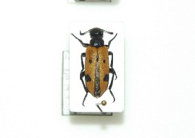 Hycleus sexmaculatus (Olivier, 1811)