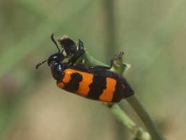 Mylabris (Zitunabris) syriaca Klug,1845 ? - Liban, 12.06.2004.