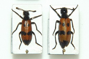 Mylabris (Mylabris) quadripunctata