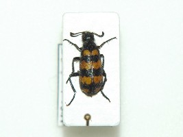 Hycleus zebraeus  (Marseul) ?