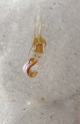 C pseudodirectella genitalia samicy