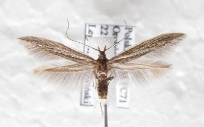 C pseudodirectella 2