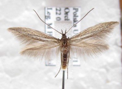 C pseudodirectella 3