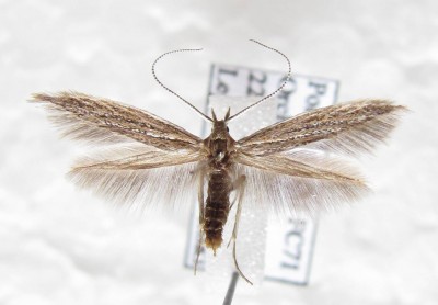 C pseudodirectella 4