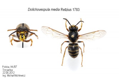 Dolichovespula media Retzius 1783