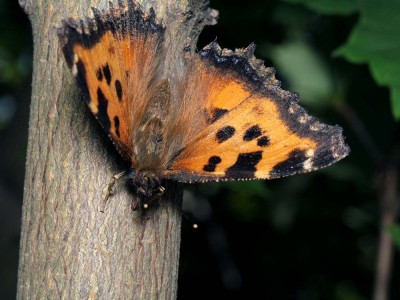 xanthomelas1.jpg