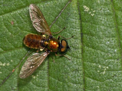 Chloromyia formosa.jpg