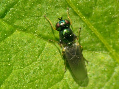 Microchrysa polita.jpg