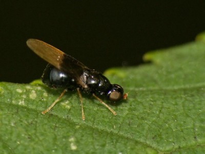 Pachygaster atra.jpg