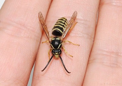 Dolichovespula saxonica - samiec