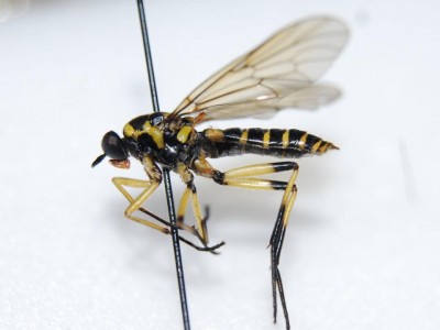 Xylomyia czekanowskii