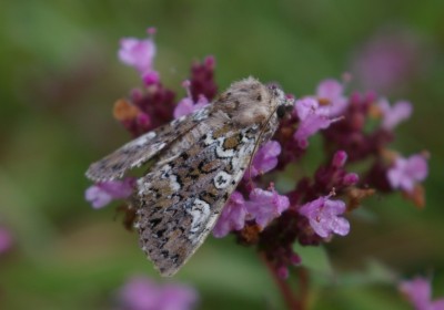 Crypsedra gemmea