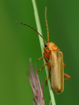 Cantharis..jpg