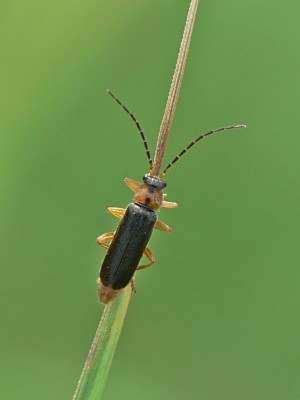 Cantharis.jpg