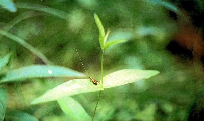 Nemophora degeerella    (Linnaeus, 1758).jpg