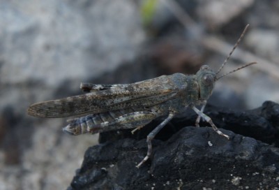 orthoptera1.jpg