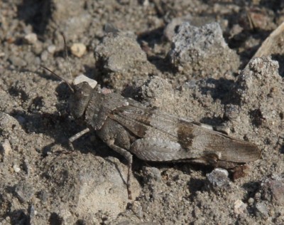 orthoptera4.jpg