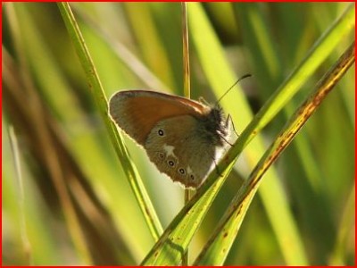 Coenonympha glycerion.JPG