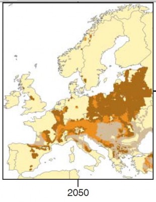 M. dryas -2050.jpg