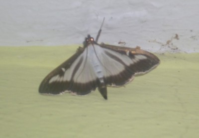 Cydalima perspectalis (WALKER, 1859)