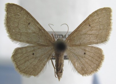 Idaea deversaria - Ważna cechą jest obecność czarnych punktów na przedłużeniu żyłek w strzępinie na obu parach skrzydeł