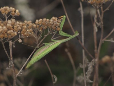 religiosa1.jpg