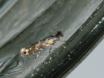 Phyllonorycter robiniella.jpg