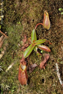 W skład flory Kinabalu wchodzi kilka gatunków dzbaneczników.