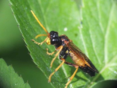 Tenthredo campestris 11052012 FD28