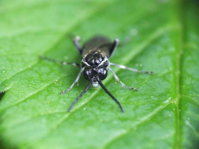 Macrophya alboannulata 08052012 FD28