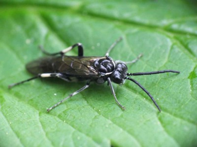 Macrophya alboannulata 08052012 FD28