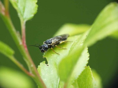 Pamphiliidae 26052012 FD28.jpg