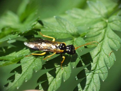 Pamphilius sylvaticus 18052012 FD28