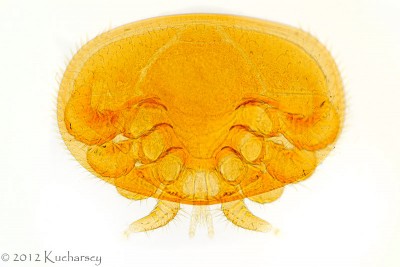 Varroa sp.