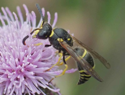 Ancistrocerus sp 12072012 FD29.jpg