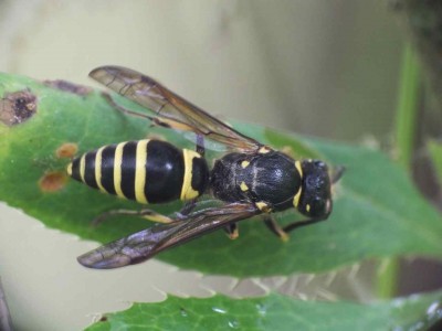 Ancistrocerus sp 13062012 FD28.jpg