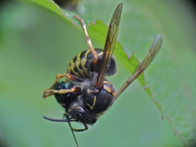 Dolichovespula sp 28062012.jpg