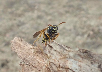 Polistes nimpha 04132012 FD28.jpg