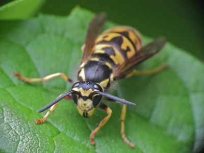 Vespula germanica 06062012 FD28.jpg