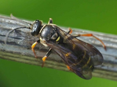 Gorytes sp 14062012 FD29.jpg