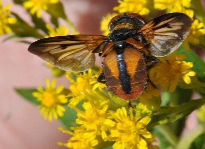 Phasia DSC_7961.jpg